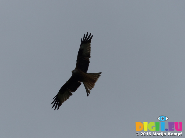 FZ015101 Red kite (Milvus milvus)